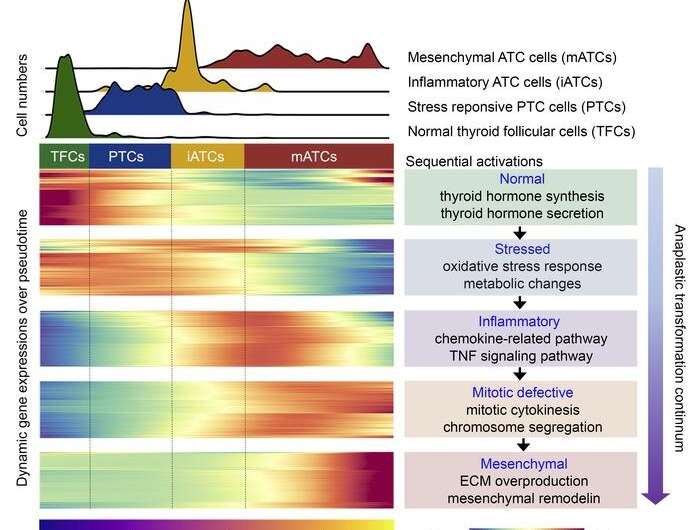 Understanding how aggressive thyroid cancer evolves