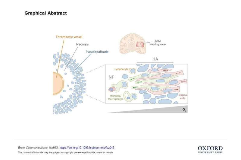 Immune system cells contribute to the invading capacity of brain tumours