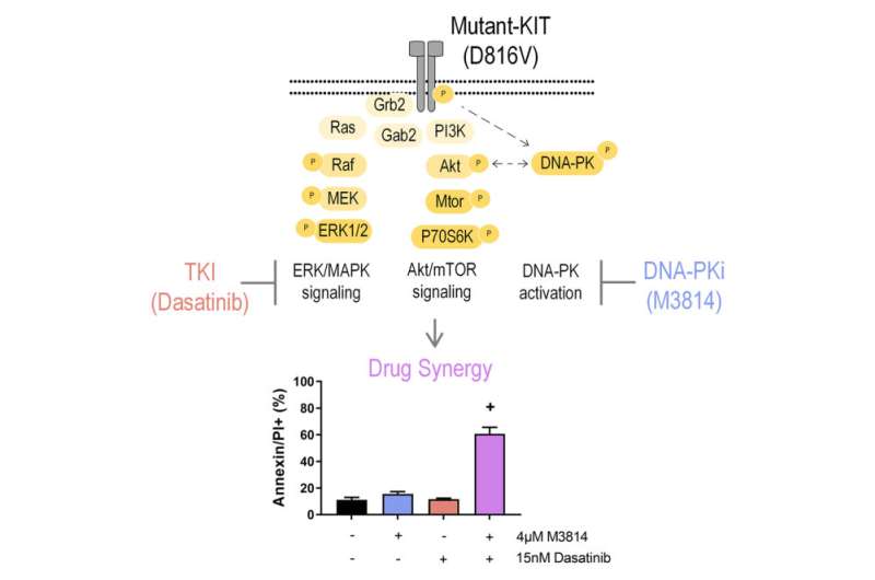 Seeking leukemia's Achilles heel