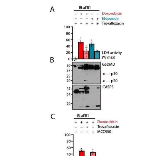 How cancer cells die: Scientists explore new pathways of pyroptosis, killer kin of apoptosis 