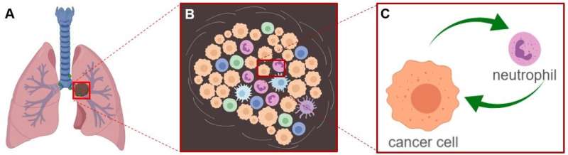 A bad influence: the interplay between tumor cells and immune cells