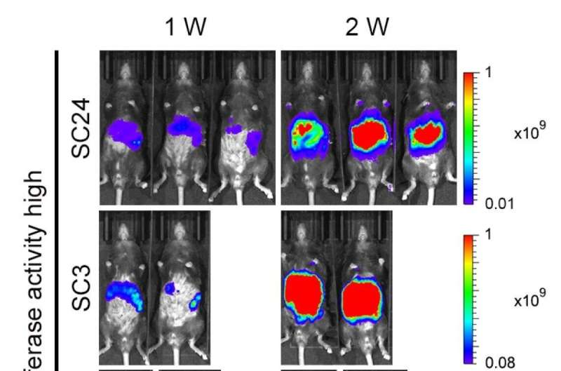 Cancer biology: Some cancer cells can lose their capability to migrate