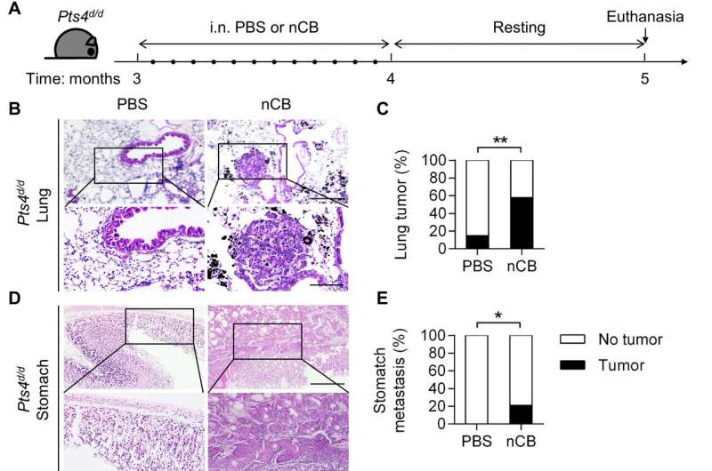 Ultrafine particles can change defense against lung cancer