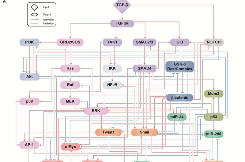 Strategy could remove metastatic traits and drug resistance from lung cancer cells 