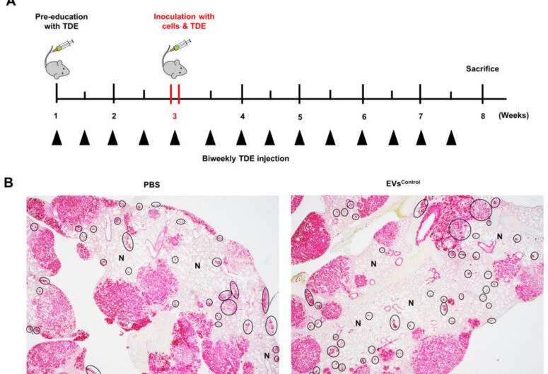 FAM3C encapsulated in circulating tumor-derived extracellular vesicles promotes distant growth in lung cancers