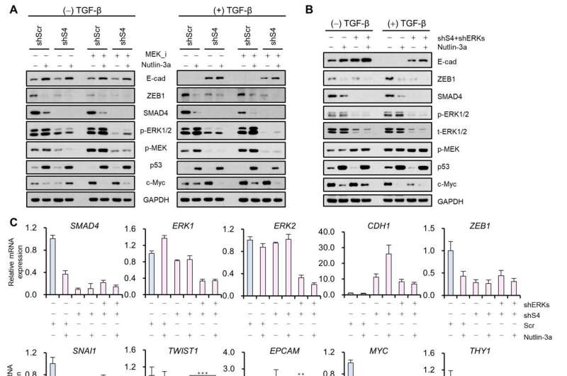 KAIST presents a fundamental technology to remove metastatic traits from lung cancer cells