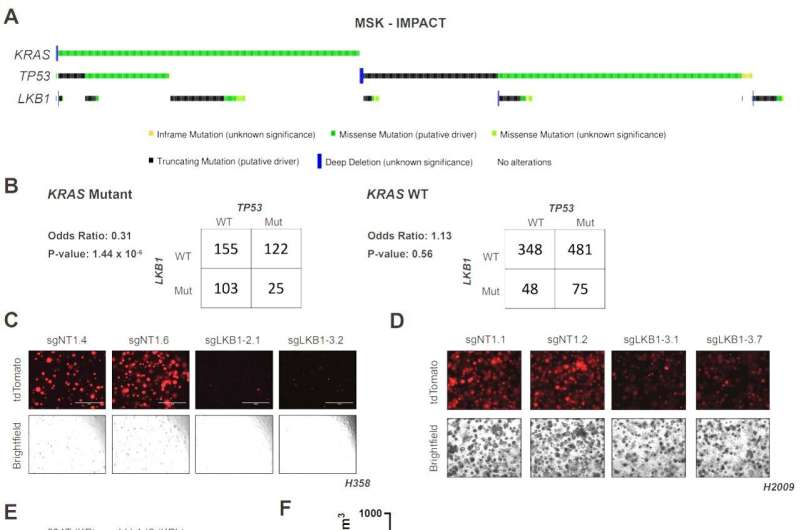 Differences in animal biology can affect cancer drug development