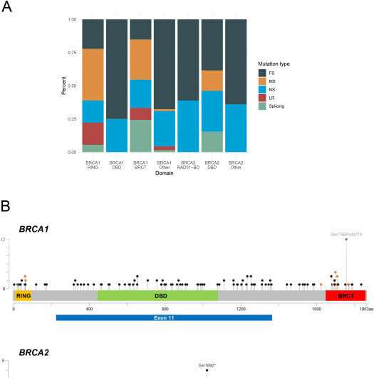 Localizing BRCA gene mutations to better treat ovarian cancer