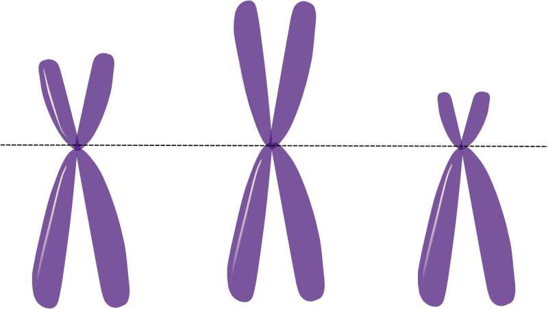 chromosome