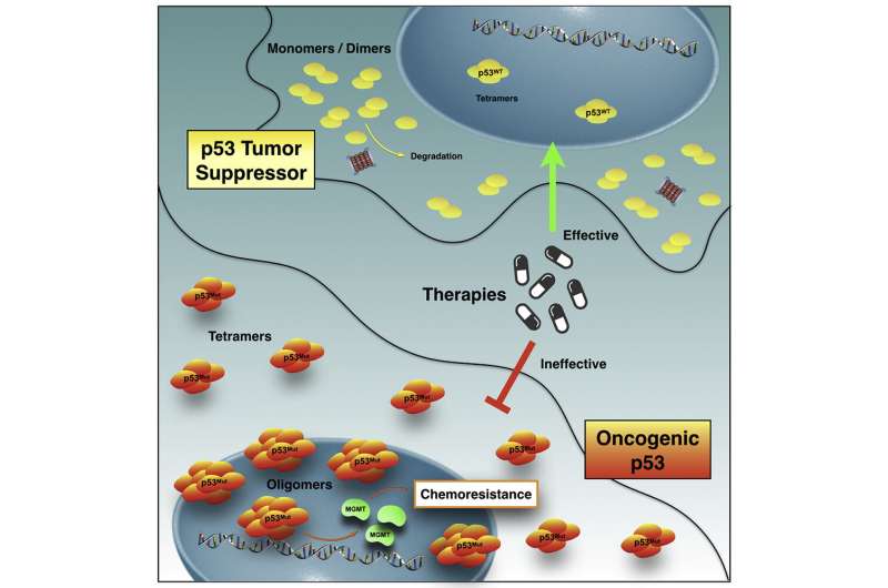 Scientists unveil chemotherapy resistance mechanism related to p53 mutation