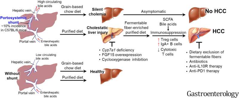 Diets rich in refined fiber may increase liver cancer risk in some individuals