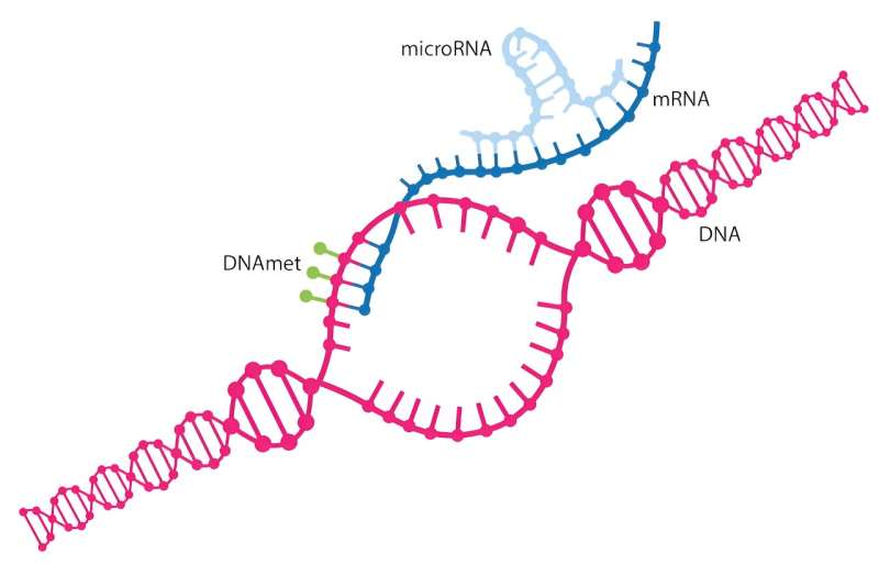 MicroRNA is the master regulator of the genome—researchers are learning how to harness the way it controls genes 