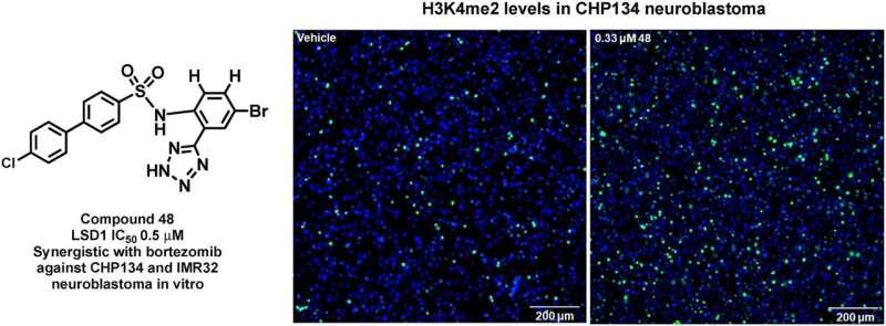 When combined, a novel LSD1 inhibitor and an existing therapy enhance each other's anti-cancer effects 