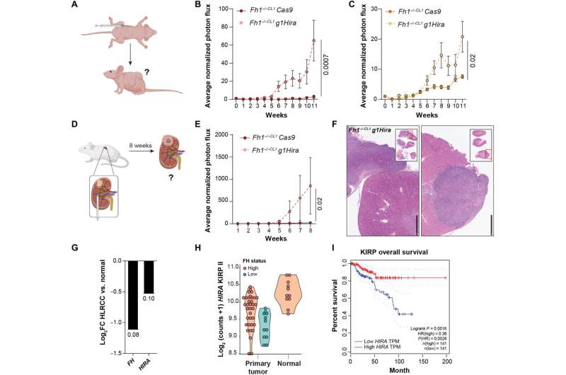 New factor in the development of hereditary kidney cancer discovered 