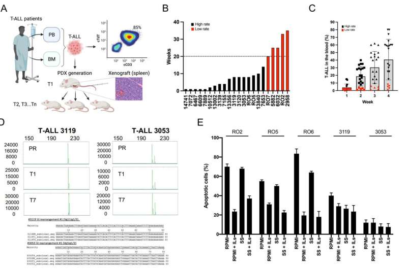 Corrupt endothelial cells protect blood cancer cells from chemotherapy