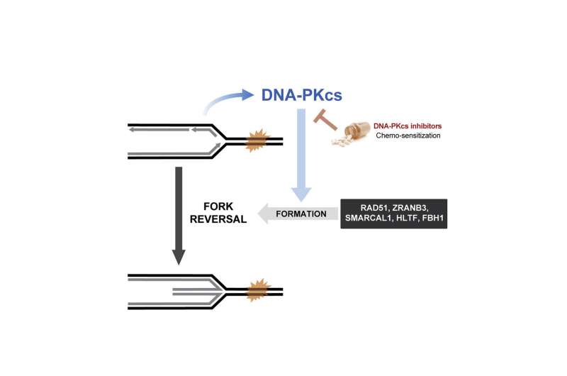 Discovery explains cancer chemotherapy resistance, offers solution