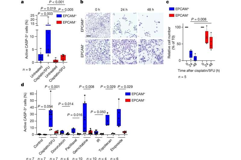 Cancer: Discovery of a protein controlling resistance to chemotherapy