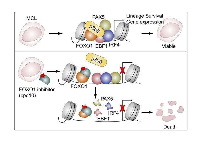 Discovery suggests new way to target mantle cell lymphoma