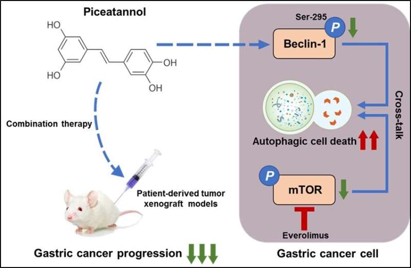 Chinese medicine ingredients found to generate autophagic flux to suppress tumor progression in gastric cancer 