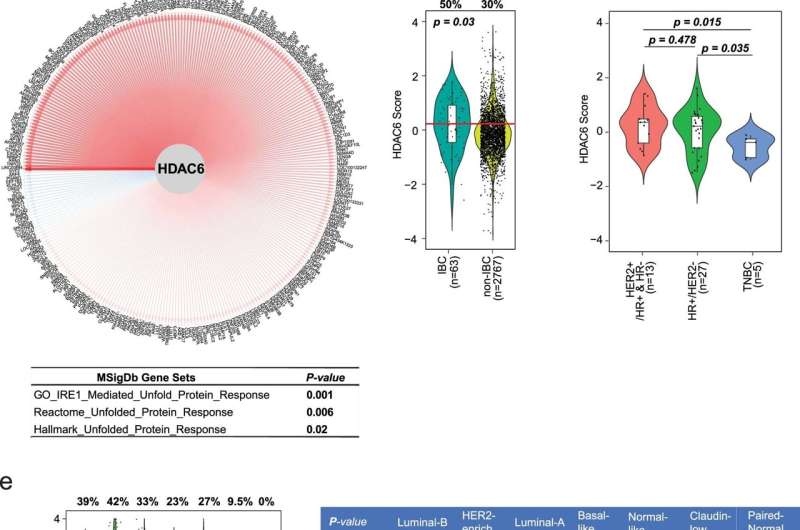 HDAC6 score found to predict the response of some cancers to ricolinostat 