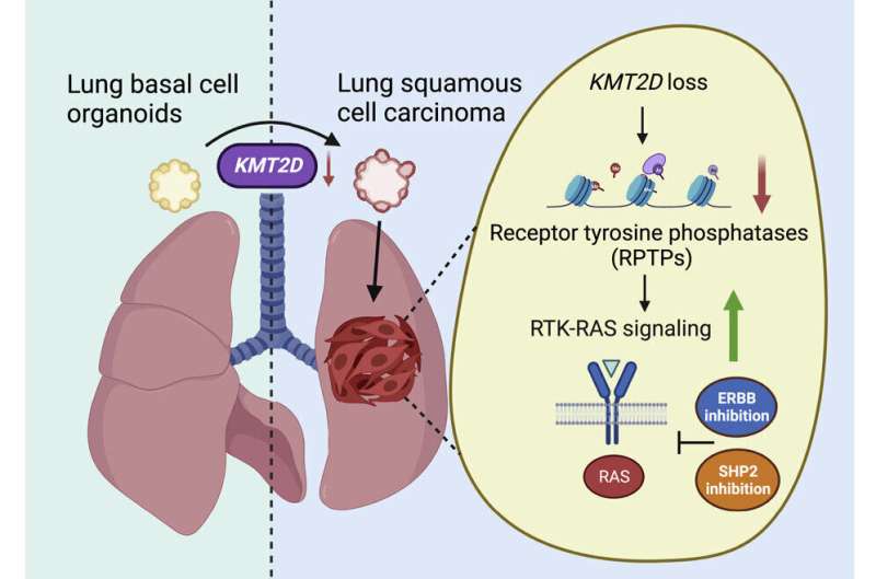   Key genetic code change drives common lung cancer type 