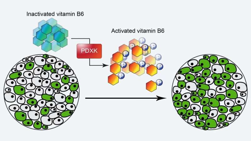 Vitamin B6, leukemia's deadly addiction