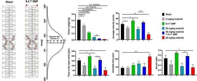 High magnetic field reduces side effects caused by anti-cancer drug imatinib