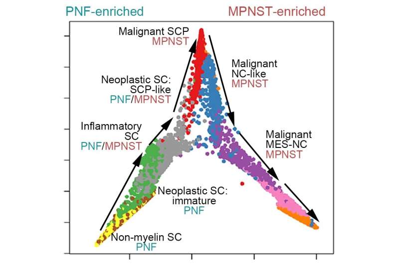 Druggable targets found for treating rare, deadly nerve cancer MPNST