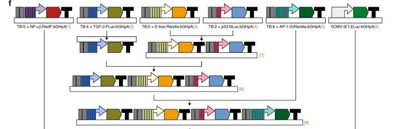 New assay assesses multiple cellular pathways at once