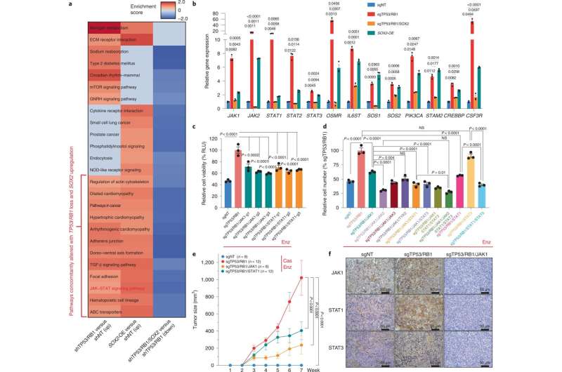 Preventing 'identity theft' in prostate cancer cells re-sensitizes them to therapy 