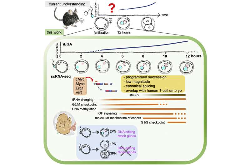 The way genes are switched on in one-cell embryos may resemble the trigger for cancer 