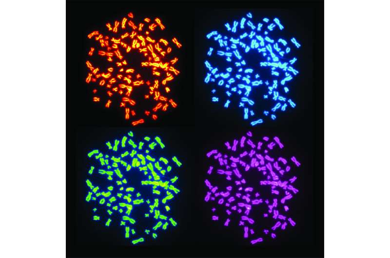 How genome doubling helps cancer develop