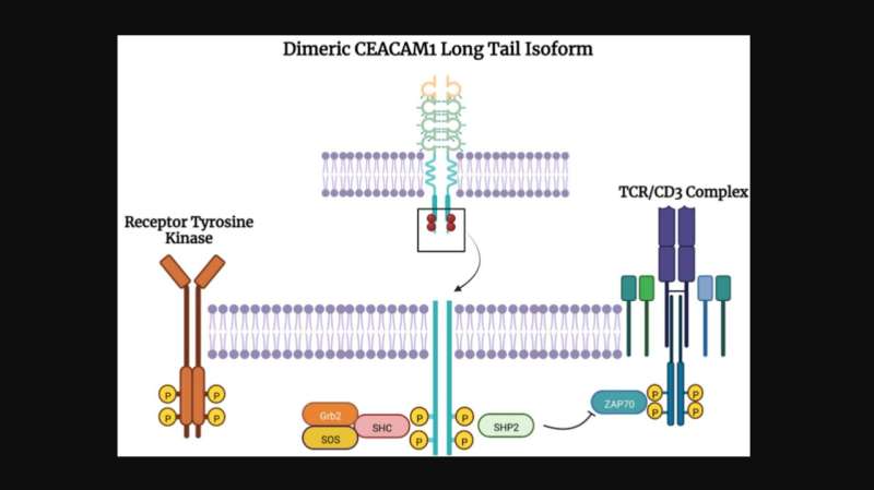 CEACAMS 1, 5, and 6 in disease and cancer: Interactions with pathogens 