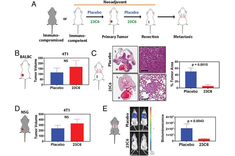 Antibody-based therapy eliminates circulating tumor cells in mouse models of breast and pancreatic cancer