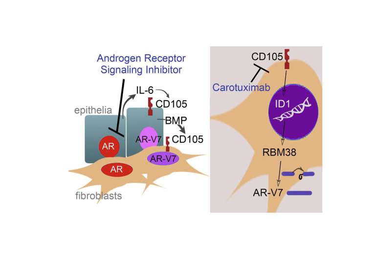 Developing therapies for treatment-resistant prostate cancer