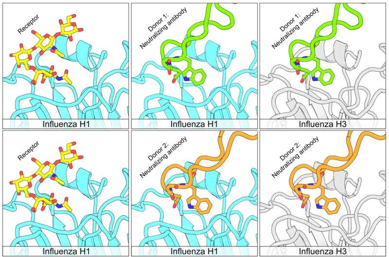 New type of antibody shows promise against multiple forms of flu virus