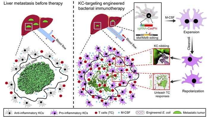 Scientists develop new targeted therapeutic strategies to fight liver metastasis