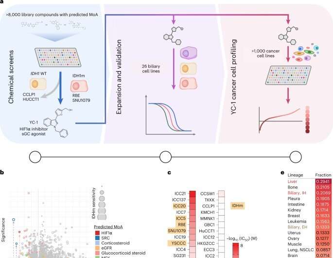 Scientists reveal a potential new approach to treating liver cancer