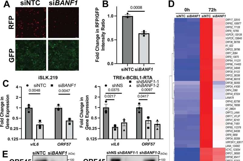 Scientists Pinpoint Protein that Helps Cancer-Causing Viruses Evade Immune Response