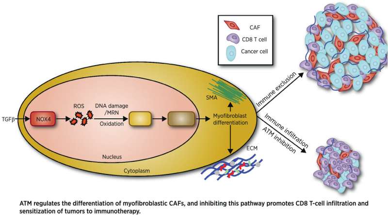 Scientists make cancer breakthrough that could improve immunotherapy success rate