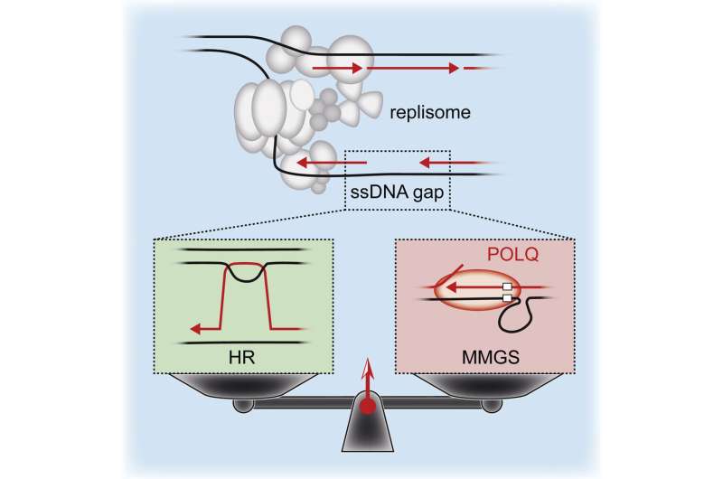 Scientists uncover novel DNA repair mechanism for key cancer target