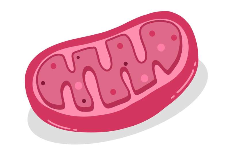 mitochondria