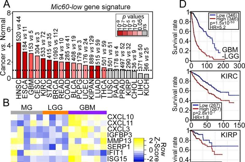 Scientists identify link between mitochondria and pancreatic cancer risk