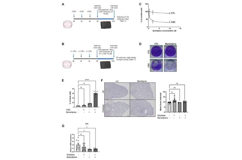 Benidipine calcium channel blocker improves cigarette smoke-induced lung emphysema