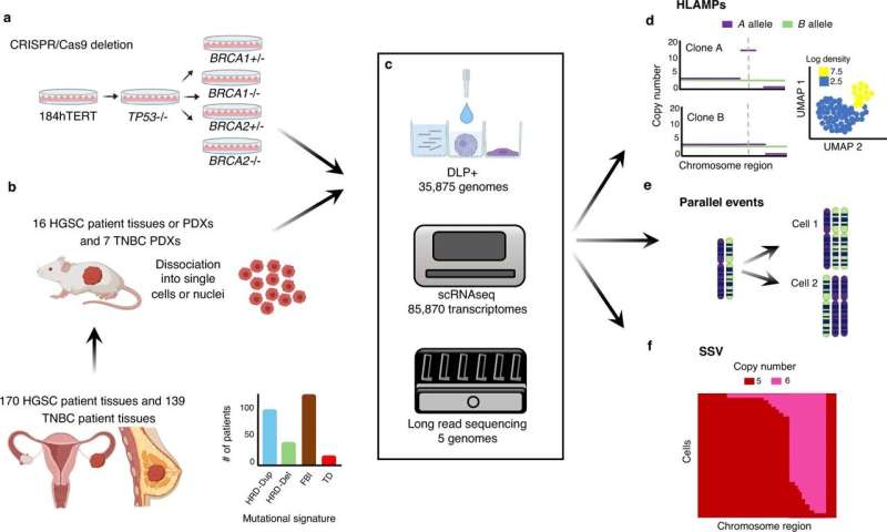 Using single-cell sequencing to reveal processes involved in ovarian and breast cancers 