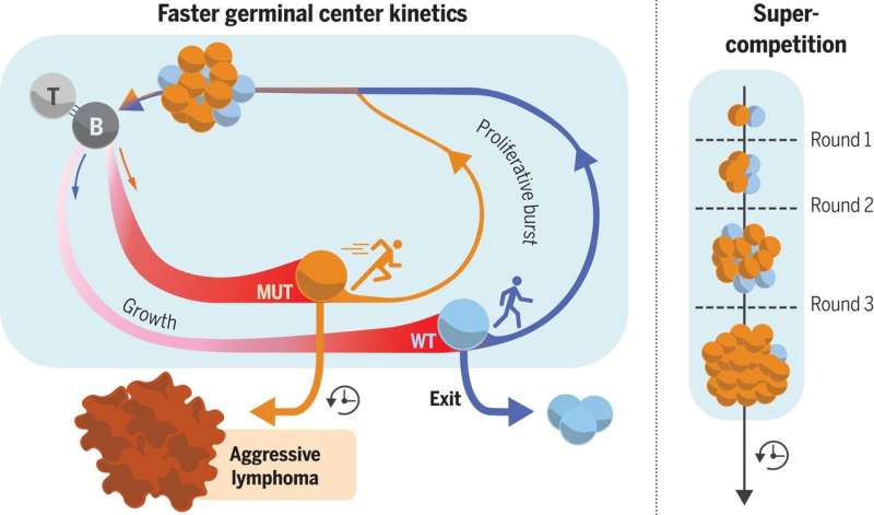 Lymphoma mutation yields super-competitive immune cells