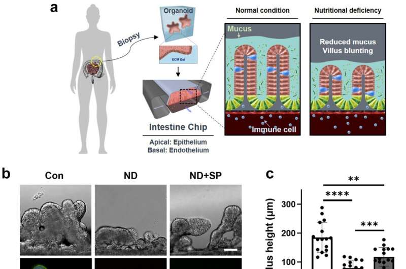 Human organ chip research shows a malaria drug treatment could save babies' lives