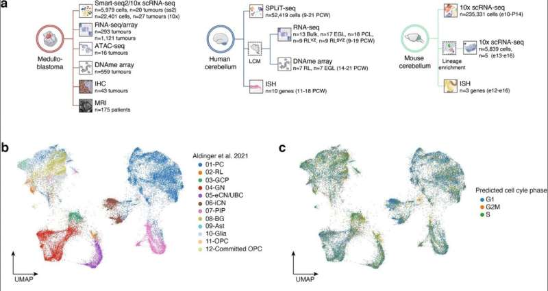 Rhombic lip implicated in origins of high-risk medulloblastoma