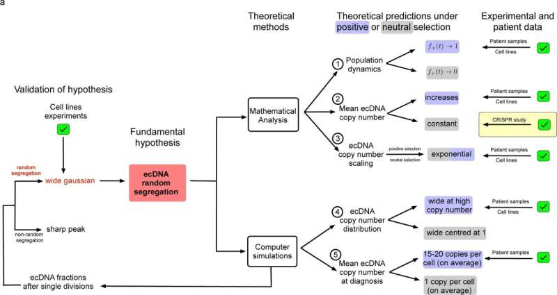 Understanding the role of cancer's circular genome in tumour evolution