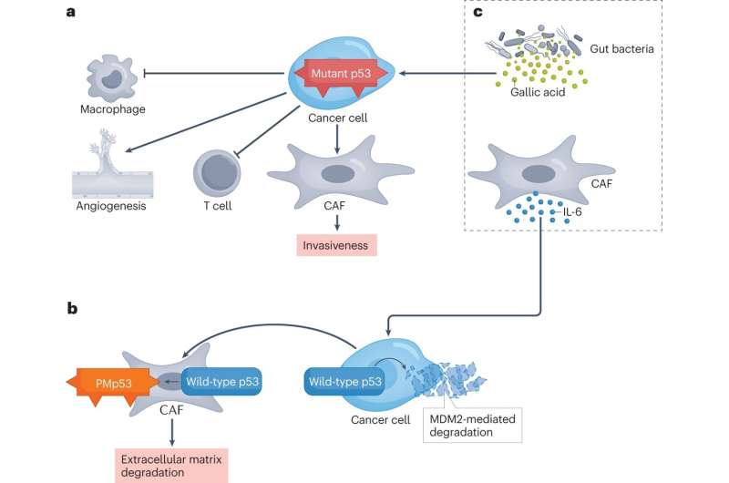 The role of p53 as a target for novel cancer therapies